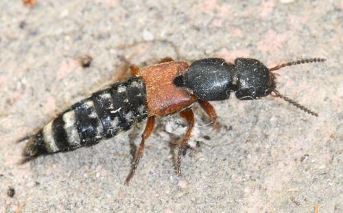 Platydracus sp.